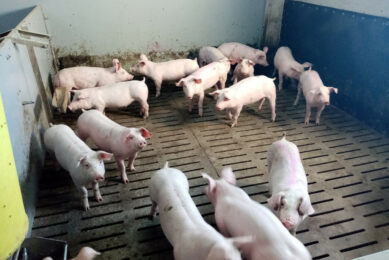 The grow-finisher pens at Pork & Co typically have 16 pigs per pen. Photo: Pork & Co