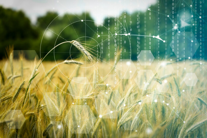 Looking back at the 2024 harvests, the situation appears grim. Photo: Shutterstock